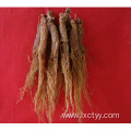 red korean ginseng extract